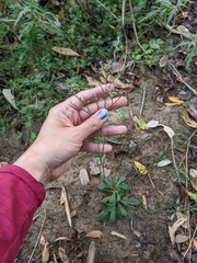 Limonium duriusculum