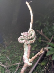 Craspedocephalus malabaricus