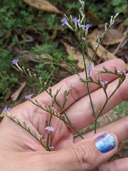 Limonium duriusculum