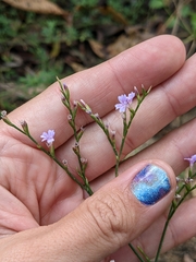 Limonium duriusculum
