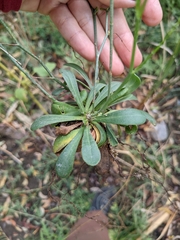 Limonium duriusculum