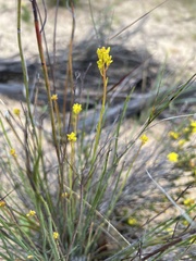 Glischrocaryon behrii