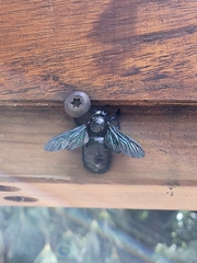 Xylocopa fimbriata