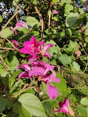 Bauhinia
