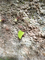 Acromyrmex octospinosus