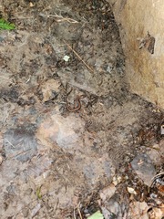 Plethodon cinereus image