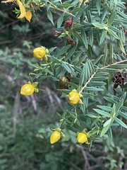 Hypericum revolutum revolutum