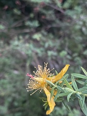 Hypericum revolutum revolutum