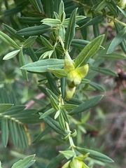 Hypericum revolutum revolutum
