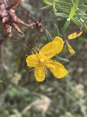 Hypericum revolutum revolutum