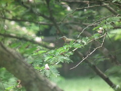 Nectariniidae