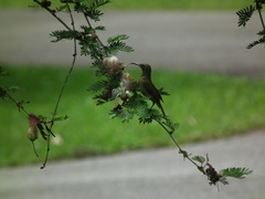 Nectariniidae