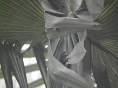 Cypsiurus balasiensis