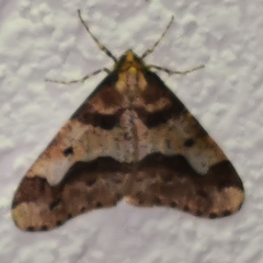 Erannis defoliaria