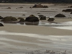 Thinornis cucullatus