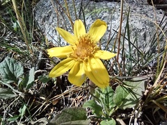 Arnica cordifolia