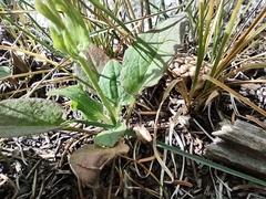 Arnica cordifolia