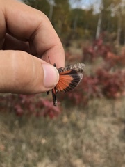 Arphia pseudonietana