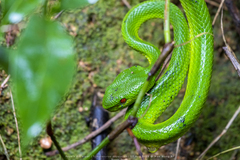 Trimeresurus popeiorum