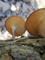 Lentinus arcularius