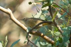 Setophaga palmarum palmarum