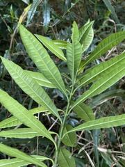 Strophanthus speciosus