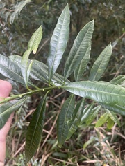 Strophanthus speciosus