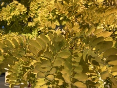 Gleditsia triacanthos