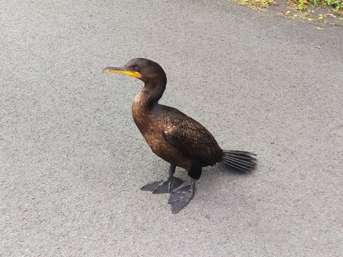 Double-crested Cormorant (Nannopterum auritum), photo 6