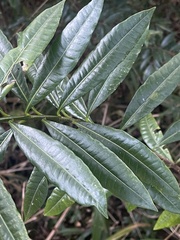 Strophanthus speciosus