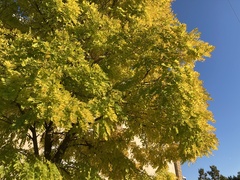 Gleditsia triacanthos