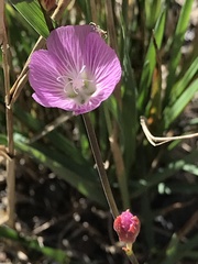 Sidalcea