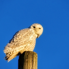 Bubo scandiacus