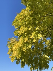 Gleditsia triacanthos