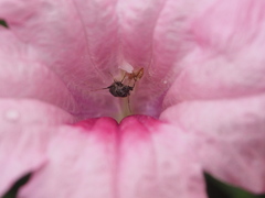 Charagochilus