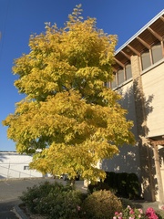 Gleditsia triacanthos