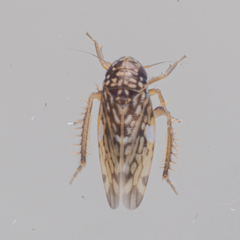 Xestocephalus