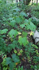 Kalopanax septemlobus