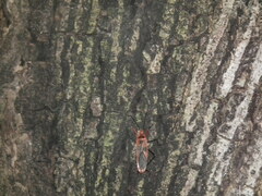 Macrocheraia grandis