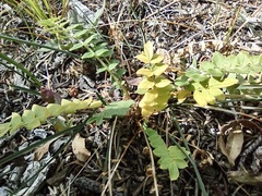 Polemonium pulcherrimum delicatum