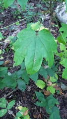 Kalopanax septemlobus