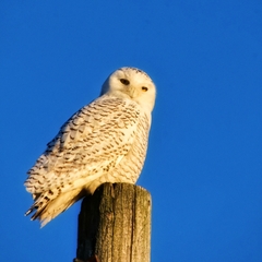 Bubo scandiacus