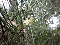 Hakea lissosperma