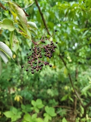 Sambucus canadensis