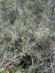 Hakea nodosa