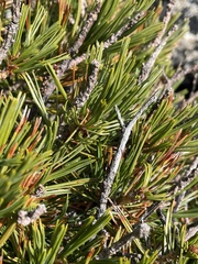 Pinus albicaulis