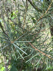 Hakea nodosa