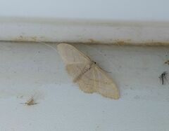 Idaea aversata