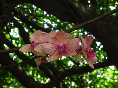 Phalaenopsis