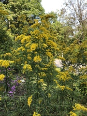 Solidago altissima